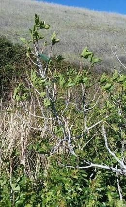 Meteorito Mother-Tree